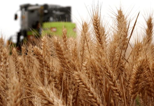 我國(guó)三大 失敗 酒,因太便宜被當(dāng)成差酒,實(shí)則是100 珍品純糧酒