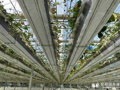 呈貢寶珠梨、繡球花、草莓等農特產品亮相2023全國&ldquo;土特產&rdquo;集中推薦活動現場