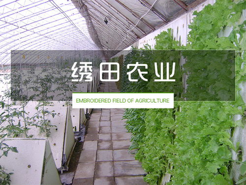 無土栽培設備價格 無土栽培 繡田農業(yè)有口皆碑
