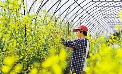 特色農產品助農民增收