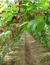 四川省四喜農(nóng)業(yè)開發(fā)