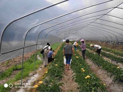三元:打造花卉龍頭企業(yè)