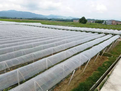 【關(guān)注】灣區(qū)時(shí)代農(nóng)產(chǎn)品產(chǎn)區(qū)如何發(fā)力?懷集要當(dāng)粵港澳的&ldquo;后菜園&rdquo;