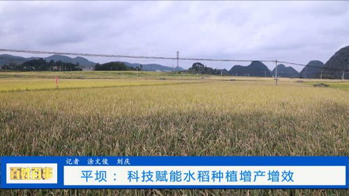 平壩 科技賦能新 稻 路