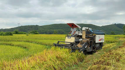 富川:鍛造好米&ldquo;鏈&rdquo;產供銷一體助農增收