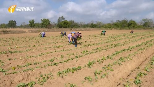 儋州綠色生態(tài)發(fā)展中探索中醫(yī)農(nóng)業(yè)，帶動村民就業(yè)助力鄉(xiāng)村振興