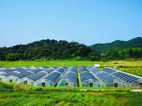 乳源巧繡精致農(nóng)業(yè)發(fā)展畫卷 農(nóng)業(yè)開發(fā)的新路徑