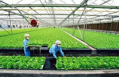 2017下半年這10個(gè)農(nóng)業(yè)項(xiàng)目補(bǔ)貼不能再錯(cuò)過！