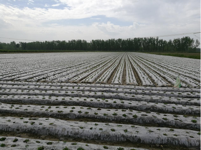 江漢明珠 多福多寶——走進(jìn)湖北特色美食鄉(xiāng)鎮(zhèn)天門多寶農(nóng)業(yè)開發(fā)