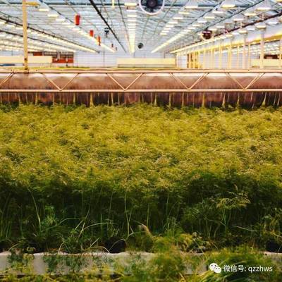 智慧溫室在現(xiàn)代農(nóng)業(yè)中的定位與運(yùn)營(yíng)模式