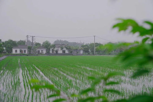 搶抓農(nóng)時(shí)促春耕 夯實(shí)基礎(chǔ)保發(fā)展——余旭峰強(qiáng)調(diào)扎實(shí)推進(jìn)農(nóng)業(yè)開發(fā)確保全年農(nóng)業(yè)農(nóng)村經(jīng)濟(jì)良好態(tài)勢(shì)