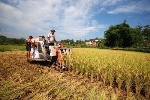 璧山現(xiàn)代農(nóng)業(yè)發(fā)展一季度成績(jī)單 農(nóng)業(yè)開發(fā)亮點(diǎn)紛呈，引領(lǐng)區(qū)域高質(zhì)量發(fā)展