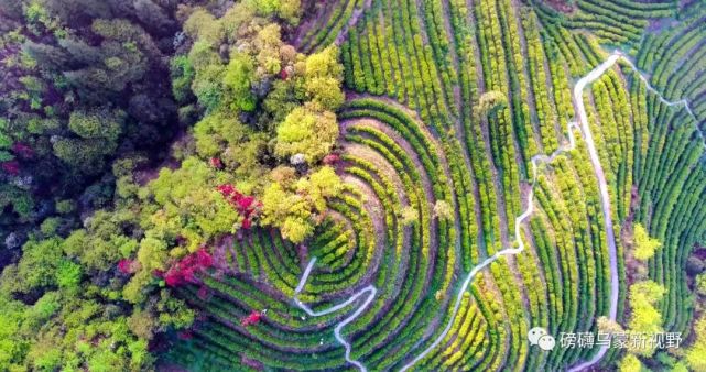 一個(gè)畢節(jié)企業(yè)家的綠色轉(zhuǎn)身 從商業(yè)戰(zhàn)場(chǎng)到農(nóng)業(yè)開發(fā)的生態(tài)之旅