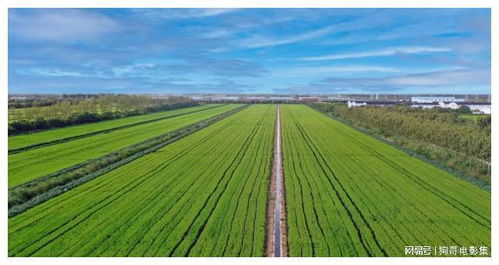 上海農(nóng)場(chǎng) 智慧農(nóng)業(yè)引領(lǐng)農(nóng)業(yè)開發(fā)，發(fā)展之路越走越寬