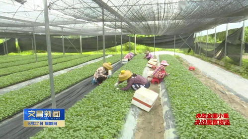 嫁接蔬菜種苗“嫁”出好“錢景”，助力我市農(nóng)業(yè)經(jīng)濟(jì)蓬勃發(fā)展